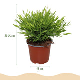Green boutiQ - Kamerplant - Bamusa Pogonatherum Monica - Bamboegras - Huisdiervriendelijke Plant - Groen - 1 Plant - Pot 12cm - Hoogte 20cm