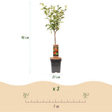Green boutiQ - Fruitboom - Malus domestica Elstar - Appelboom - Winterhard - Rood-Groene Appel - 1 Plant - Pot 21cm - Hoogte 90cm