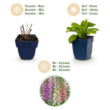 Green boutiQ - Vasteplant - Digitalis Tricolour - Vingerhoedskruid - Schaduw - Roze - Paars - Wit - 12 Planten - Pot 11cm - Hoogte 15-25cm
