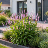 Green boutiQ - Vasteplant - Persicaria ampl. Rosea - Duizendknoop - Schaduw - Roze - 12 Planten - Pot 11cm - Hoogte 15-25cm