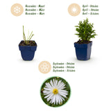 Green boutiQ - Vasteplant - Aster (D) Schneekissen - Zeeaster - Bijen en Vlinderlokkers - Wit - 1 Plant - Pot 11cm - Hoogte 15-25cm