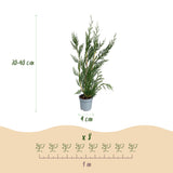 Green boutiQ - 40x Cupressocyparis leylandii 2011 - Leylandii - Haagplanten - Groenblijvend - Groen - Pot 9cm - Hoogte 30-40cm