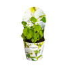 Hydrangea arborescens Annabelle Potcover - Ø19cm↕30 - 40cm