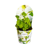 Hydrangea arborescens Annabelle Potcover - Ø19cm↕30 - 40cm