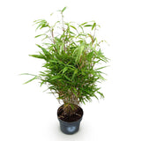 Green boutiQ - Grassen - Fargesia Rufa - Niet Woekerende Bamboe - Bladhoudend - Groen - 1 Plant - Pot 23 cm - Hoogte 80 cm