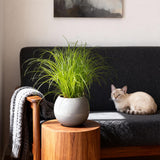 Green boutiQ - Kamerplant - Cyperus alternifolius Zumula - Kattengras - Huisdiervriendelijk - Groen - 4 Planten - Pot 12cm - Hoogte 28-30cm