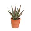 Aloë zebrina Dannyz 10,5cm - in terracotta pot
