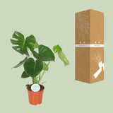 Monstera Deliciosa- Ø17cm - ↕55cm