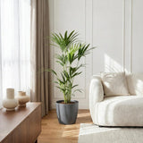 Green boutiQ - Kamerplant - Howea Forsteriana - Kentia Palm - Weinig Onderhoud - Groen - 1 Plant - met Potter Grijs - Pot 21cm - Hoogte 120-130cm