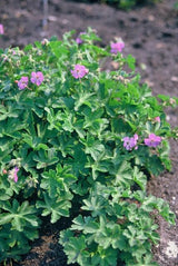 24x Geranium cant. 'Cambridge' - ↕10-25cm - Ø9cm