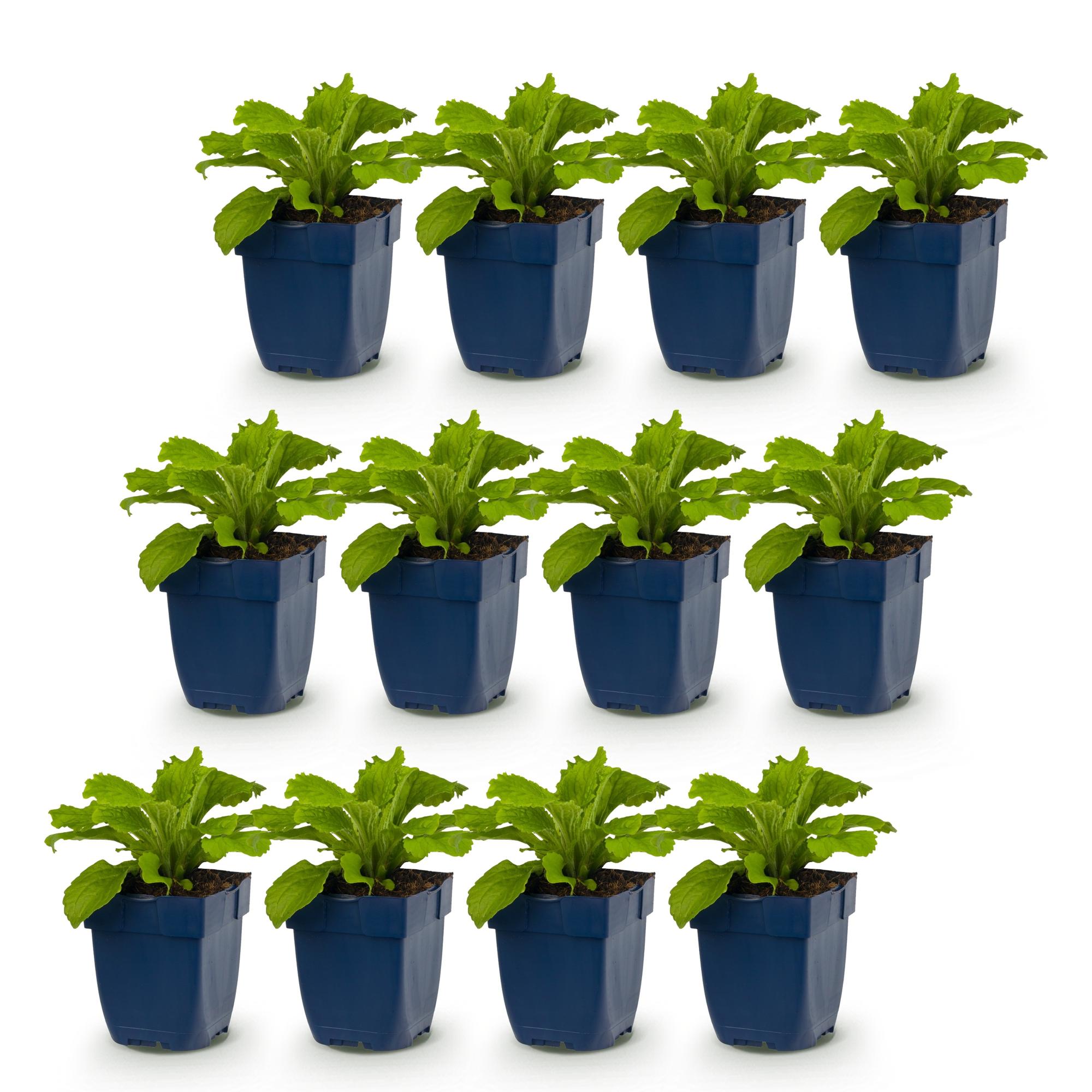 Green boutiQ - Vasteplant - Digitalis purp. Gloxiniiflora - Vingerhoedskruid - Schaduw - Wit-Roze - 12 Planten - Pot 11cm - Hoogte 15-25cm