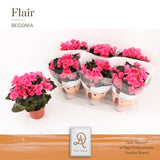 Begonia Adonia P14 Dolc'Amore® Flair - Ø14cm - ↕31cm
