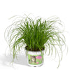 Cyperus Alternifolius - Kattengras - Ø12cm - ↕20cm