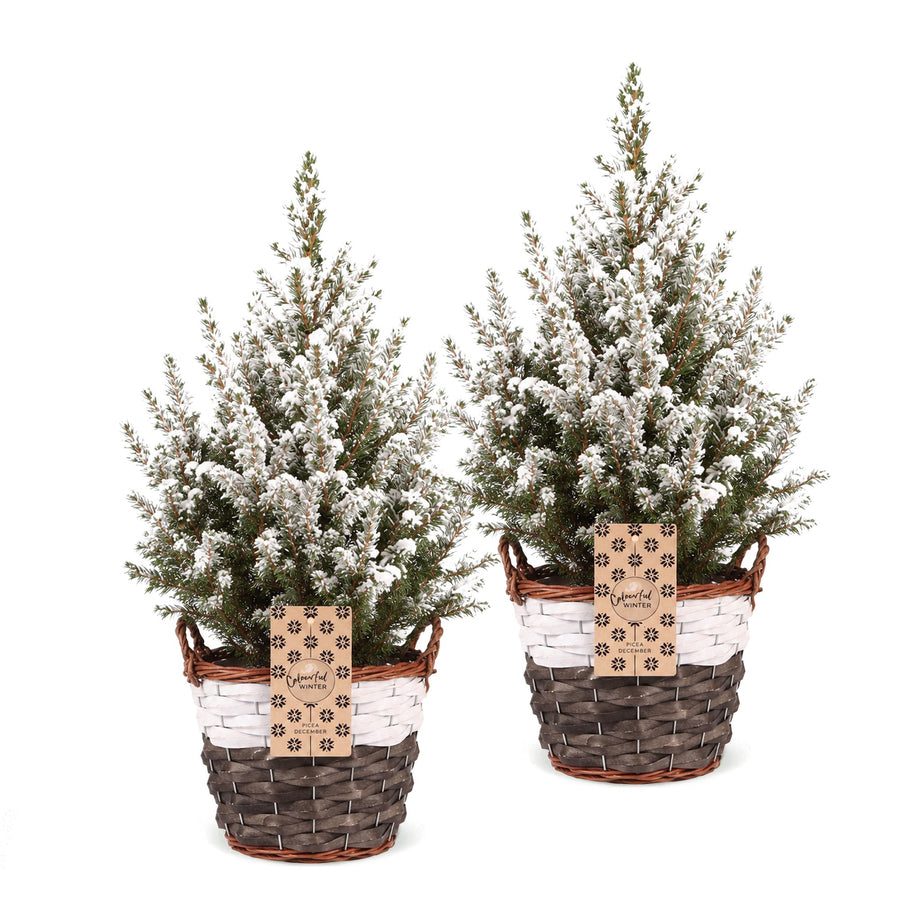 Set van 2 – Pot Ø17 cm · 65 cm hoog · Kegelspar kerstboom besneeuwd · met mand (foto 2)