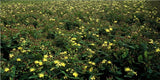 48x Hypericum inodorum - ↕10-25cm - Ø9cm