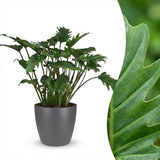 Green boutiQ - Kamerplant - Philodendron - Philodendron Xanadu - Groen - Weinig onderhoud - 1 Plant - met Potter Grijs - Pot 19cm - Hoogte 60cm