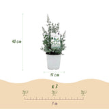 Green boutiQ - Terrasplant - Eucalyptus boom - Eucalyptus gunni- Grijs - 6 Planten - Winterhard - Pot 17cm Hoogte 40cm