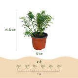 Green boutiQ - Tuin Roos - Rosa Cutie Pie - Roos - Winterhard - Roze - 3 Planten - Pot 12cm - Hoogte Hoogte 20-25cm