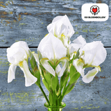 Irisbollen Alaska — witte iris, 25 stuks