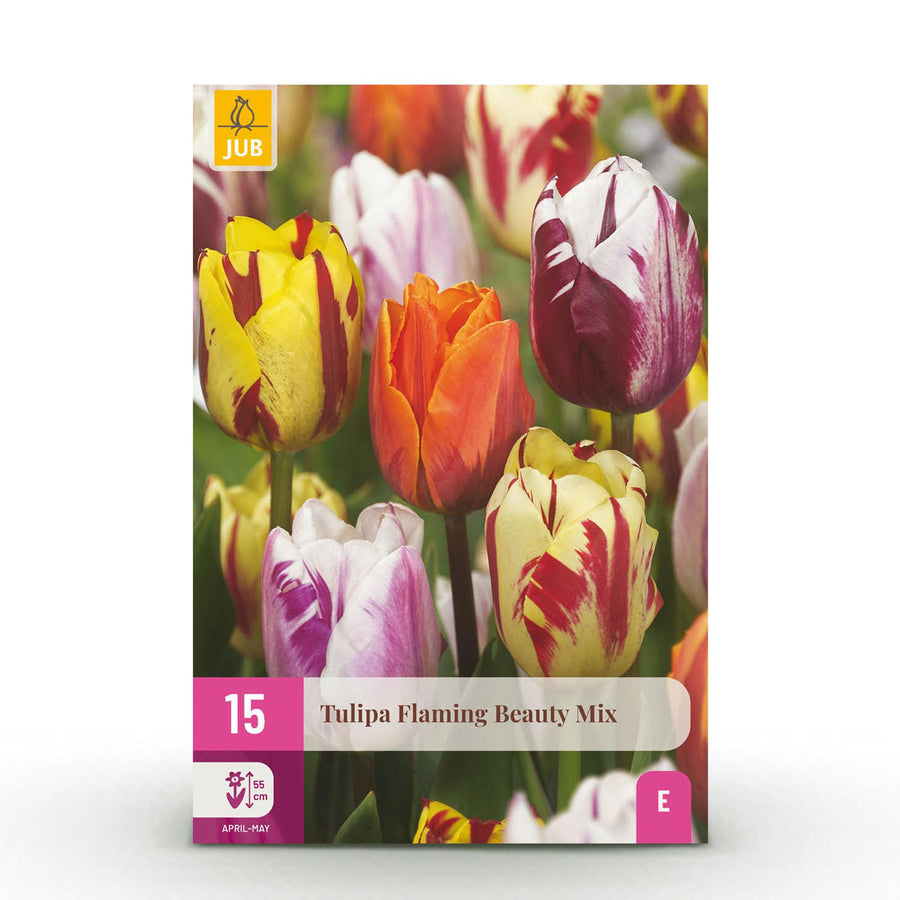 Tulpenbollen Flaming Beauty mix — gemengde kleuren, 15 stuks (bolmaat 11/12)