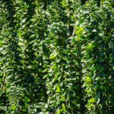 Green boutiQ - Haagplanten - Euonymus japonica Green Spire -blad groen - 6 planten - 1 strekkende meter - groenblijvend - pot 17cm hoogte 40cm