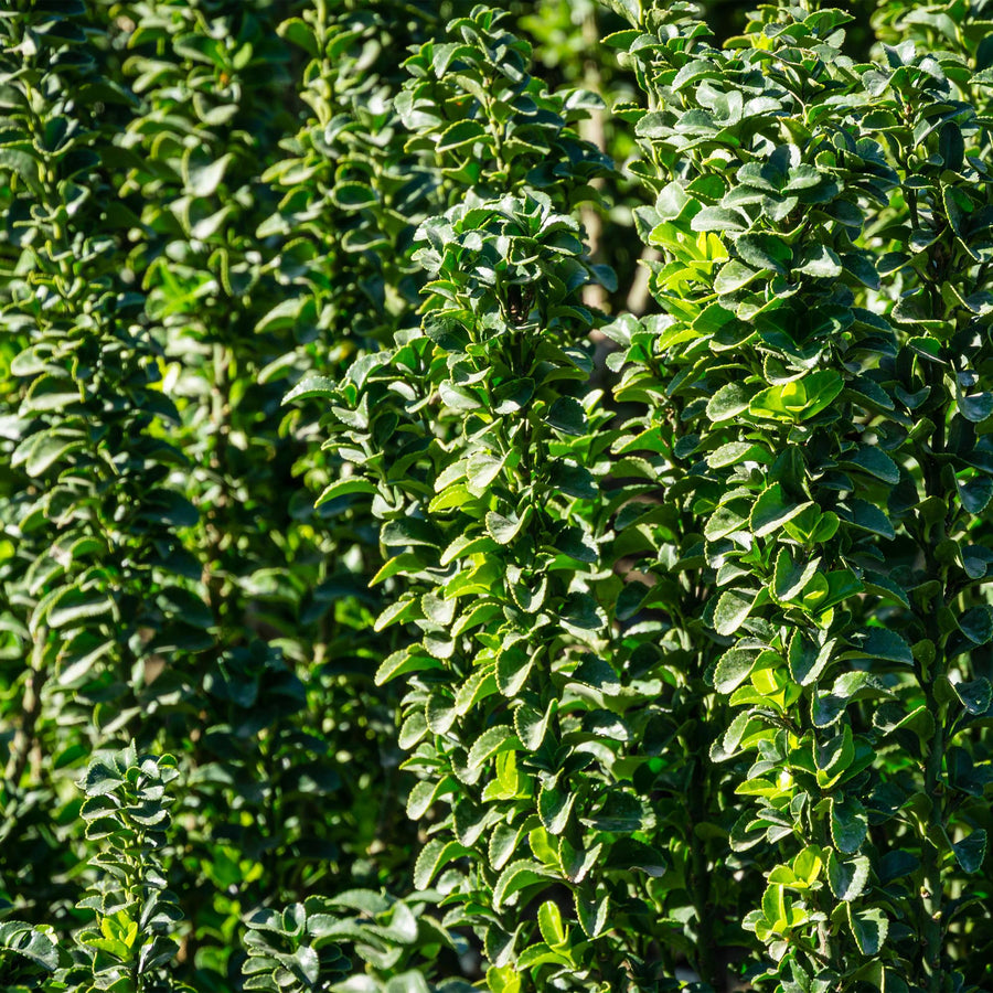 Euonymus japonica Green Spire — Kardinaalsmutshaag, 6 planten (1 strekkende meter), 40 cm