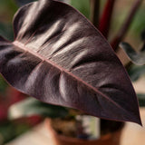 Green boutiQ - Kamerplant - Philodendron - Philodendron Imperial Red - Rood - Weinig onderhoud - 1 Plant - Pot 19cm - Hoogte 60cm