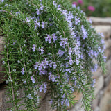 Green boutiQ - Plant op Stam - Rosmarinus officinalis Prostratus - Terras Plant - Bladhoudend - Winterhard -Paarse Bloem - Pot 19cm Hoogte 70 - 90cm