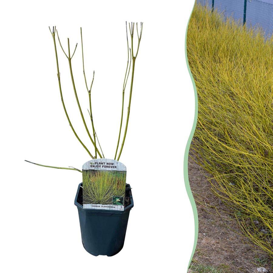 Cornus alba Flaviramea – 45 cm hoog