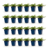 Green boutiQ - Vasteplant - Phlox Tricolour - Vlambloem - Bodembedekkend - Paars - Roze - Wit - 24 Planten - Pot 11cm - Hoogte 15-25cm