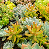 Green boutiQ - Bodembedekker - Winterhard - Alpine Mix - 8 Planten - Diversen Kleuren- Weinig Onderhoud - Pot 14 Hoogte 17