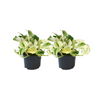 Epipremnum Happy Leaf - 2 stuks - Ø12cm - Ø12