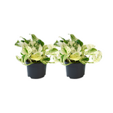 Epipremnum Happy Leaf - 2 stuks - Ø12cm - Ø12