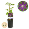 Green boutiQ - Klimplant - Clematis Mikelite - Bloem Paars - Weinig onderhoud -2 planten -Pot 11cm Hoogte 40cm