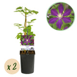 Green boutiQ - Klimplant - Clematis Mikelite - Bloem Paars - Weinig onderhoud -2 planten -Pot 11cm Hoogte 40cm