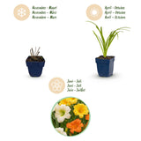 Green boutiQ - Vasteplant - Hemerocallis Tricolour - Daglelie - Bijen- en vlinderlokkers - Creme - Geel - Rood - 24 Planten - Pot 11cm - Hoogte 15-25cm