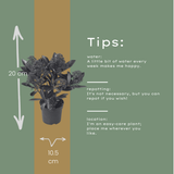 Set van 3 Skimmia 'Rubella' – Ø10,5 cm – ↨ 20-25 cm