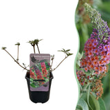 Green boutiQ - Vlinderstruik - Buddleja davidii Flower Power - Bloem Oranje Paars - 1 Plant - Bladverliezend - Vlinderlokkend -Pot 17cm Hoogte 30cm