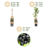 Green boutiQ - Fruitplant - Ribes nigrum Ben Nevis - Bessenplant - Winterhard - Zwarte Bes - 2 Planten - Pot 15cm - Hoogte 50cm