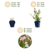 Green boutiQ - Vasteplant - Gaura Duo - Prachtkaars - Bijen en Vlinderlokkers - Roze - Wit - 6 Planten - Pot 11cm - Hoogte 15-25cm