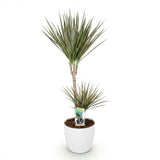 Green BoutiQ - Kamerplanten - Dracaena Marginata Bicolor - Drakenbloedboom - Weinig onderhoud - Groen - 1 Plant - met Potter Wit - Pot 21cm - Hoogte 90-100cm