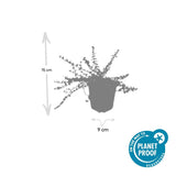 48x Euonymus fort. 'Minimus' - ↕10-25cm - Ø9cm