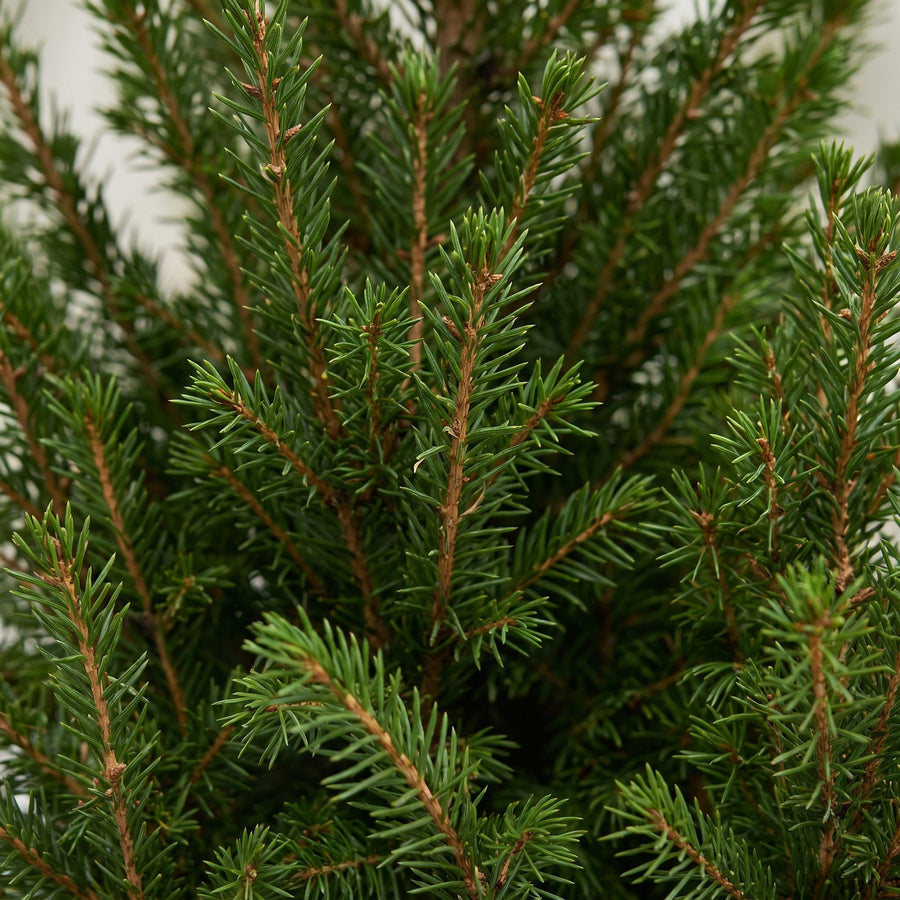 Set van 2 – Pot Ø17 cm · 65 cm hoog · Kegelspar kerstboom · met jute zak (foto 4)