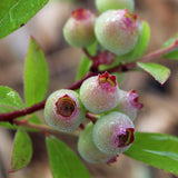Green boutiQ - Fruitplant - Vaccinium cor. Pink Lemonade - Roze Bosbes - Winterhard - Roze Bes - 2 Planten - Pot 15cm - Hoogte 50cm