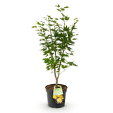Green boutiQ - Tuinplant - Acer palmatum Jordan - Japanse Esdoorn - Bladverliezend - Geel - 1 - Pot 26cm - Hoogte 90cm