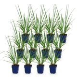 Green boutiQ - Grassen - Pennisetum alop. Black Beauty - Lampenpoetsergras - Met Pluim - Groen - 12 Planten - Pot 11cm - Hoogte 15-25cm
