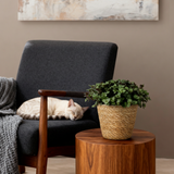 Green boutiQ - Kamerplant - Calissia repens - Kattengras - Huisdiervriendelijk - Groen - 4 Planten - met Mand - Pot 12cm - Hoogte 17-20cm