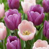 24x Tulipa Macron mix - Tulp Macron mix - Diversen - Voorjaarsbloeier - Bolmaat 11/12