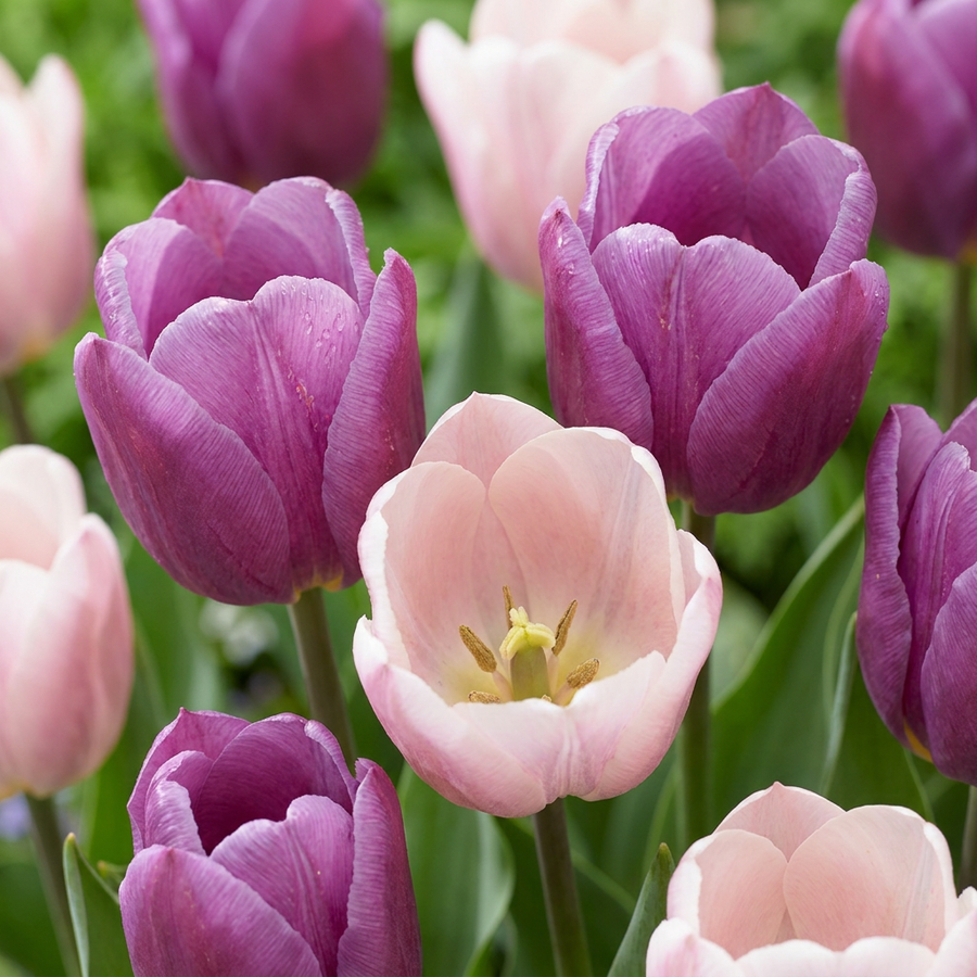 Tulpenbollen Macron mix — gemengde kleuren, 24 stuks (bolmaat 11/12)