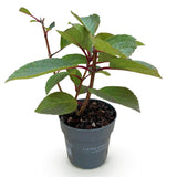 Green boutiQ - Tuinplant - Hydrangea panniculata Living Infinity - Pluimhortensia - Winterhard - Wit - 1 Plant - Pot 12cm - Hoogte Hoogte 20-30cm